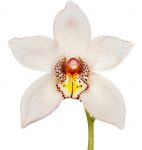 Cymbidium Copyright David Leaser Fine Art sm