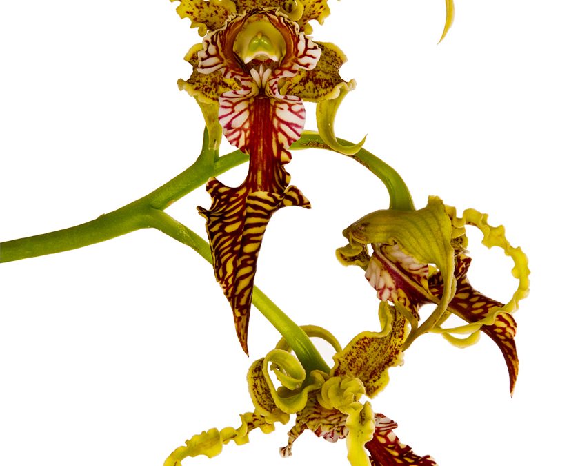 Dendrobium Spectabile