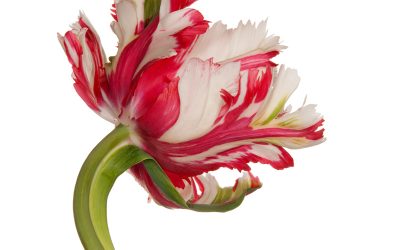 WORLD-CLASS ARTIST MARKS 4TH SHOWING AT ARCHITECTURAL DIGEST HOME DESIGN SHOW WITH INNOVATIVE TULIP SERIES ON METAL