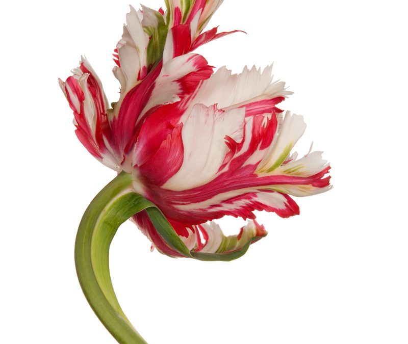 WORLD-CLASS ARTIST MARKS 4TH SHOWING AT ARCHITECTURAL DIGEST HOME DESIGN SHOW WITH INNOVATIVE TULIP SERIES ON METAL