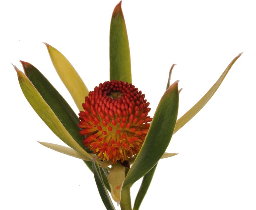 Leucadendron