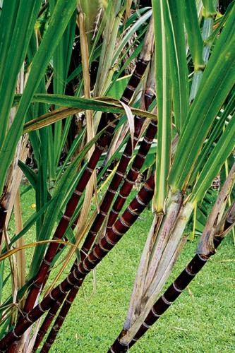 SUGAR CANE