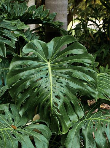 MONSTERA
