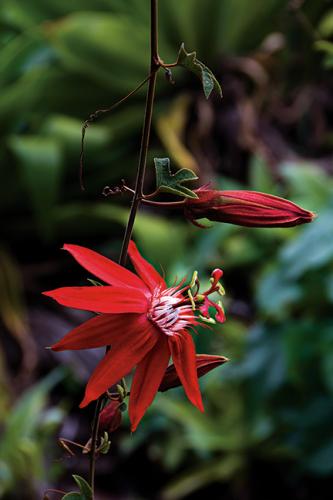 RED PASSION FLOWER