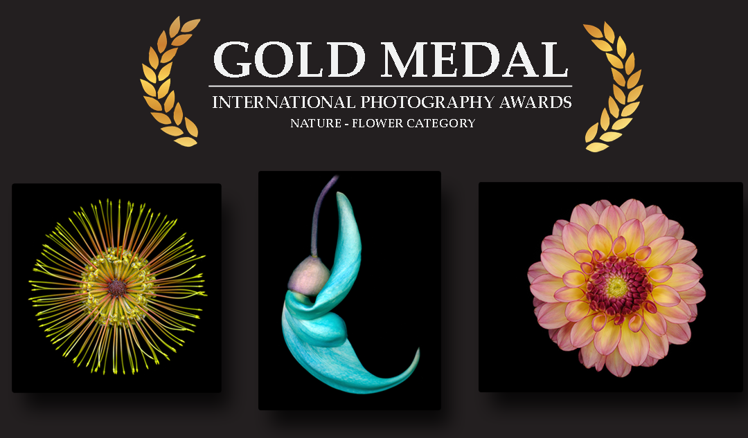 LEADING BOTANICAL PHOTOGRAPHER WINS GOLD AND SILVER MEDALS FOR INNOVATIVE NATURE SERIES AT INTERNATIONAL PHOTOGRAPHY AWARDS