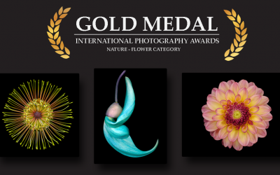 LEADING BOTANICAL PHOTOGRAPHER WINS GOLD AND SILVER MEDALS FOR INNOVATIVE NATURE SERIES AT INTERNATIONAL PHOTOGRAPHY AWARDS