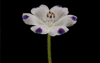 AWARD-WINNING BOTANICAL PHOTOGRAPHER LAUNCHES INNOVATIVE CALIFORNIA WILDFLOWERS SERIES AT HUNTINGTON IN APRIL